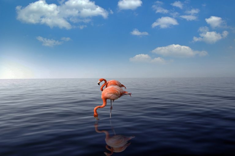 flamingo, beach, sea-4026050.jpg